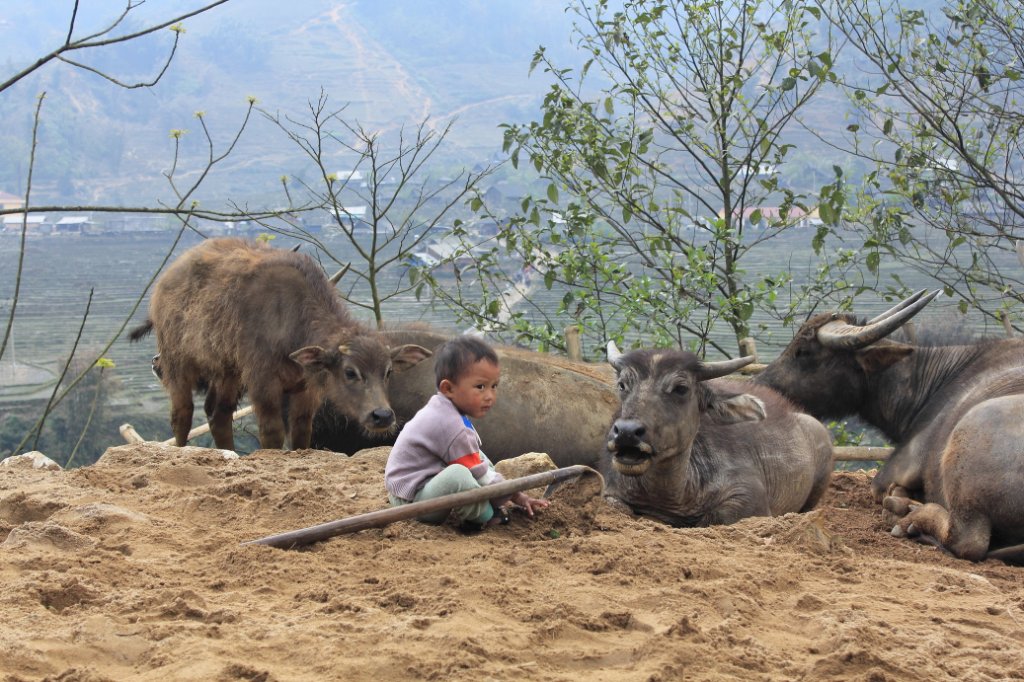 21-Child and buffaloes.jpg - Child and buffaloes